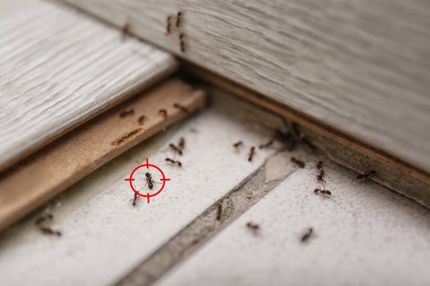 Best Best Pest Control Companies  in Arcanum, OH